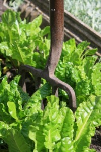 Gardening for Beginners