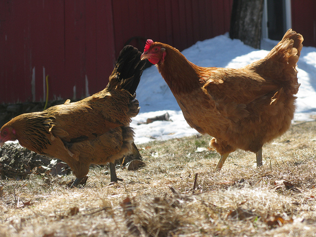 two chickens next to the side of a red barn